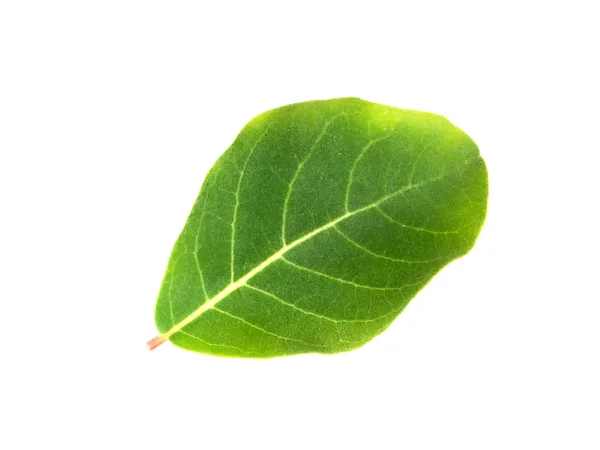 Lähikuva Vitex Rotundifolia Lehtiä Valkoisella Pohjalla — kuvapankkivalokuva