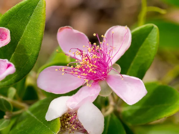 Close Downy Myrtle Flower Rhodomyrtus Tomentosa — Stock Photo, Image