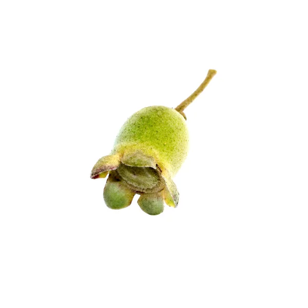 Close Downy Myrtle Fruit White Background Rhodomyrtus Tomentosa — Stock Photo, Image