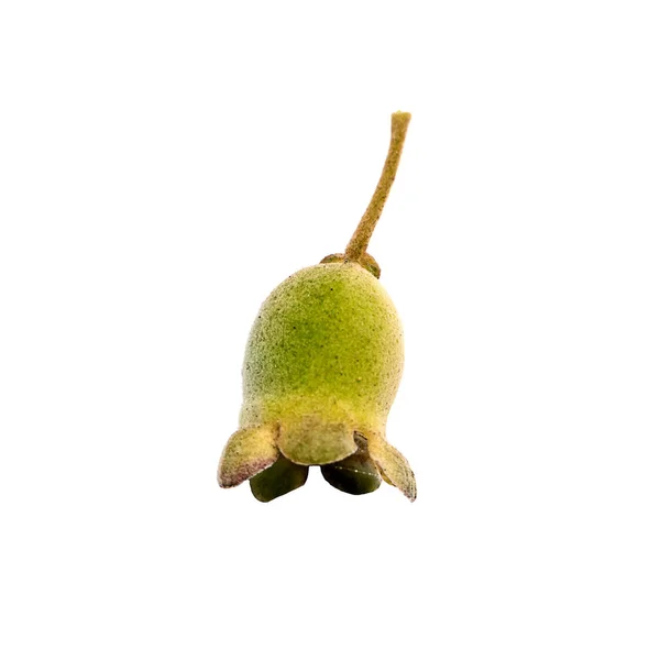 Közelről Molyhos Myrtle Gyümölcs Fehér Háttér Rhodomyrtus Tomentosa — Stock Fotó