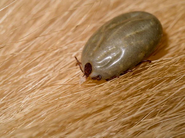 kahverengi köpek kürk zamanında. (Rhipicephalus Sanguineus)