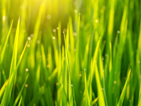 Gotas Agua Sobre Las Hojas Arroz Con Luz Solar — Foto de Stock