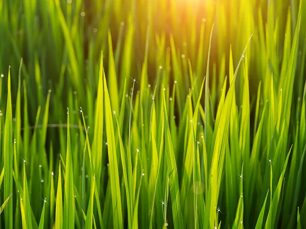 Güneş Işığı Ile Pirinç Yapraklarda Damlaları — Stok fotoğraf