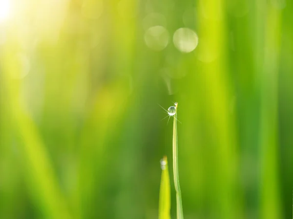 Gotas Água Folhas Arroz Com Luz Solar — Fotografia de Stock