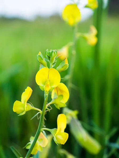 Primo Piano Dello Stabilimento Crotalaria Spectabilis — Foto Stock