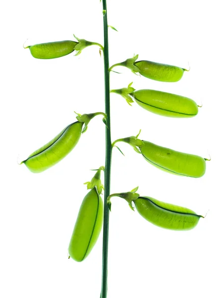 Fechar Sementes Planta Crotalaria Spectabilis Sobre Fundo Branco — Fotografia de Stock