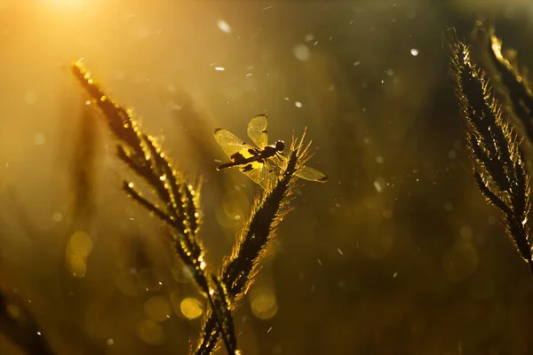 Silhouette Flower Grass Dragonfly Floating Light — Stock Photo, Image