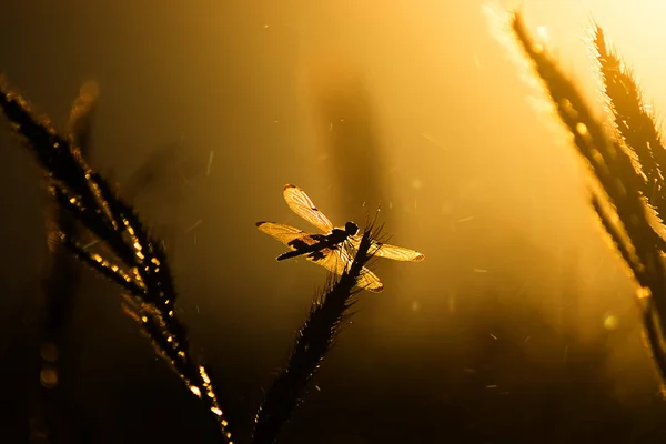 Silhouette Herbe Fleur Libellule Avec Lumière Flottante — Photo