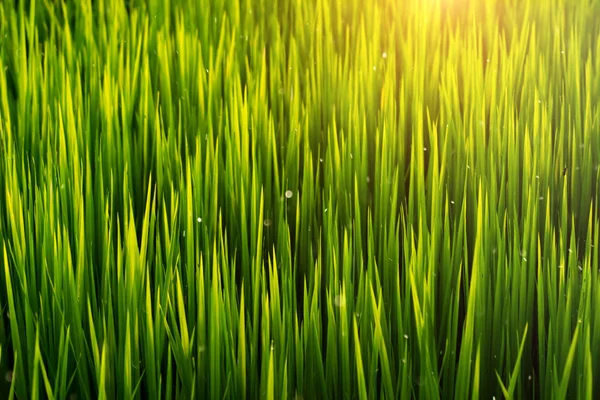 güneş ışığı ve kayan ışık ile pirinç bırakır.