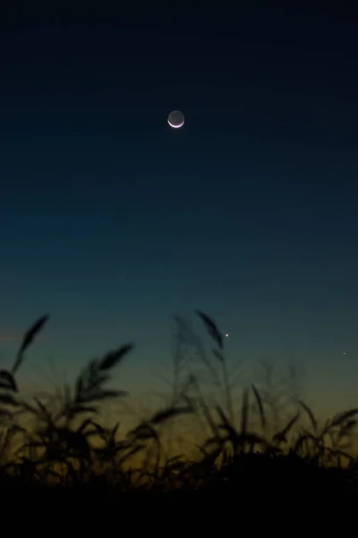 月亮和第一颗星在暮光之城天空与花草的剪影 — 图库照片