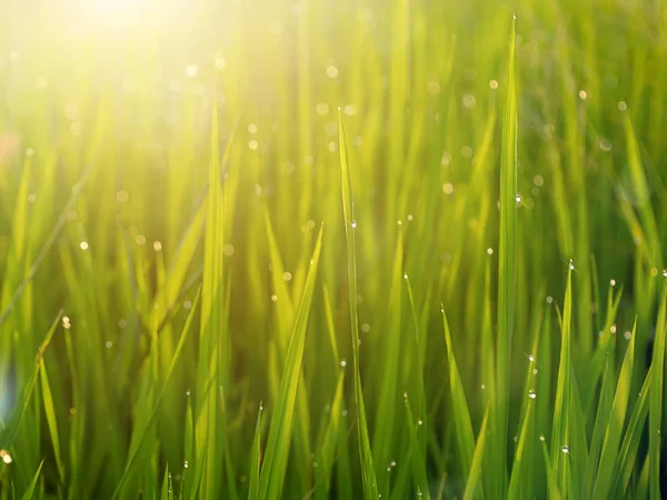 Waterdruppels Rijst Bladeren Met Zonlicht — Stockfoto