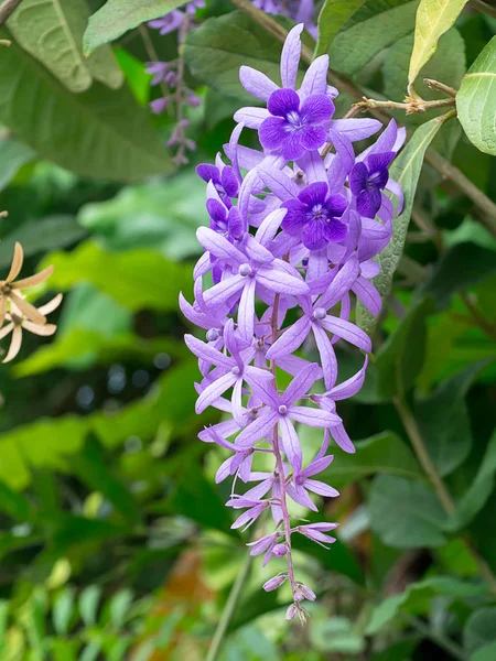 Zbliżenie Purple Wreath Papierem Ściernym Winorośli Kwiat Petrea Volubilis — Zdjęcie stockowe