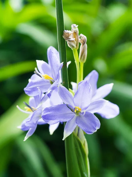 Menekşe çiçek kadar kapatın. (Monochoria elata Ridl.)