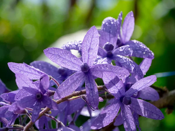 Mor çelenk zımpara sarmaşık çiçeği kapatın. (Petrea volubilis)