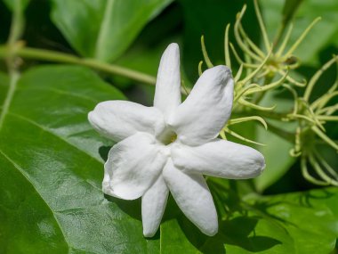 Yasemin çiçeği yakın çekim.