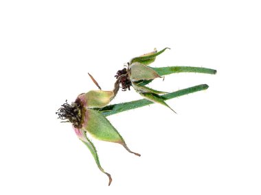 Kuru damask gül yaprakları beyaz zemin üzerine gül çayı kapa. (Rosa damascena Mill)