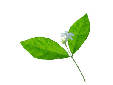 Yasemin çiçek yaprak beyaz arka plan üzerinde Kapat.