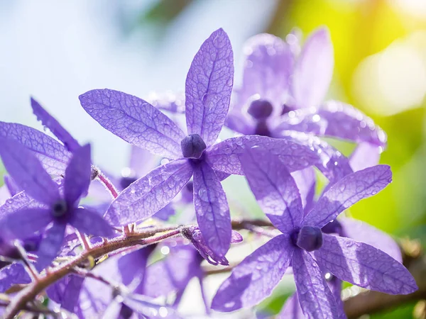 Zblízka Květ Fialový Věnec Brusný Papír Révy Petrea Volubilis — Stock fotografie