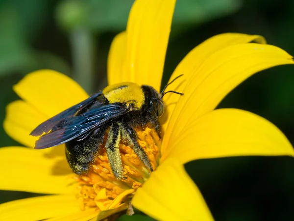 Girassol Mexicano Amarelo Flor Tithonia Diversifolia Com Abelha Bumble — Fotografia de Stock