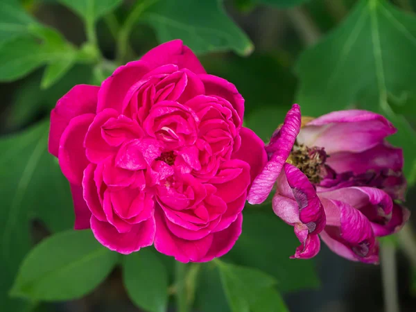 Close up of Damask rose petals for rose tea with the dark background. (Rosa damascena Mill)