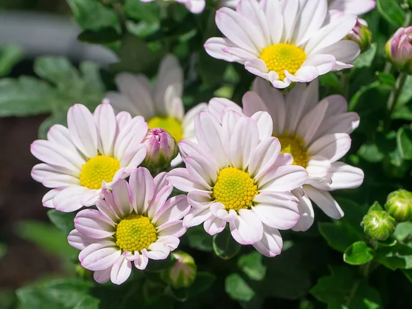 Mały Kwiat Chryzantemy Bliska — Zdjęcie stockowe