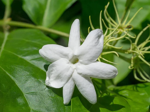 Yasemin çiçeği yakın çekim.