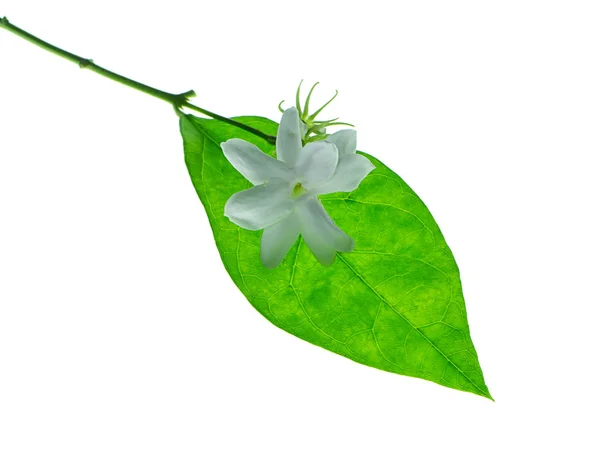 Zbliżenie Kwiat Jaśminu Liść Białym Tle — Zdjęcie stockowe