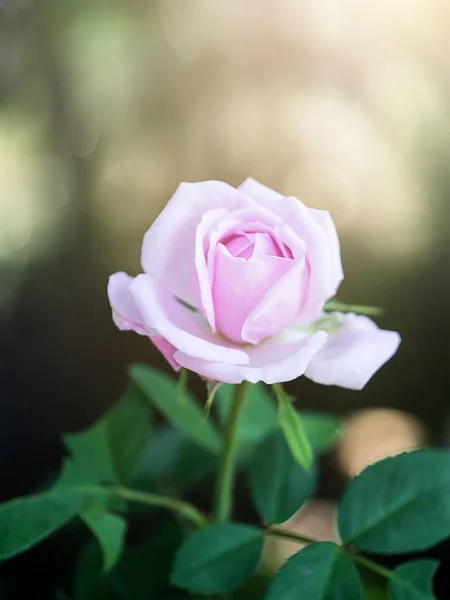 Nahaufnahme Von Rosafarbenen Damastrosenblüten Für Rosentee Mühle Rosa Damascena — Stockfoto