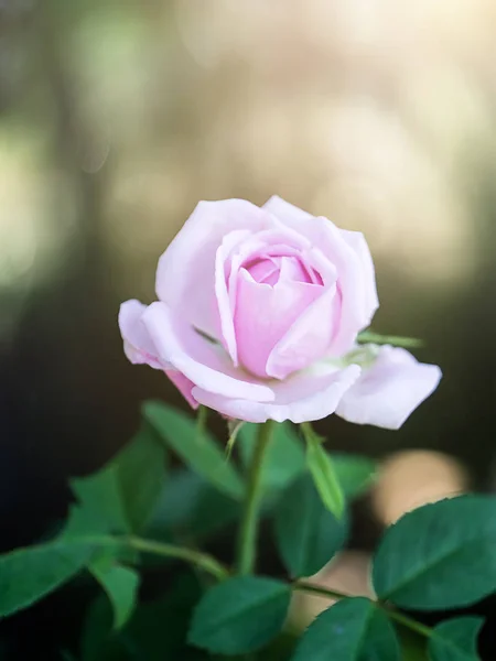 Close Rosa Damasco Pétalas Rosa Para Chá Rosa Rosa Damascena — Fotografia de Stock