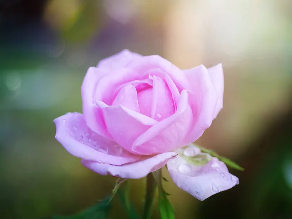 Close up of pink Damask rose petals for rose tea with soft light. (Rosa damascena Mill)