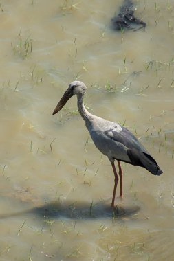 Asya Openbill kuş suda stand. ((Anastomus oscitans))