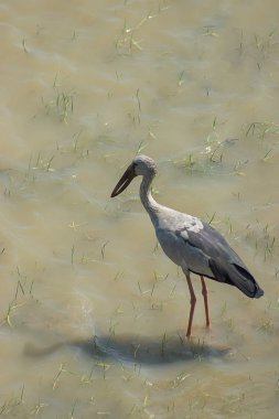 Asya Openbill kuş suda stand. ((Anastomus oscitans))