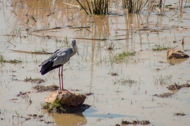 Asya Openbill kuş taş üzerinde stand. ((Anastomus oscitans))