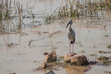 Asya Openbill kuş taş üzerinde stand. ((Anastomus oscitans))