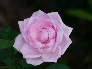 Pembe Şam gül yaprakları yumuşak ışık ile gül çayı kapa. (Rosa damascena Mill)