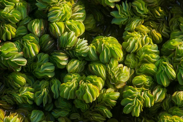 Nahaufnahme Von Wassersalat Dunklen Licht Salvinia Cucullata Roxb — Stockfoto