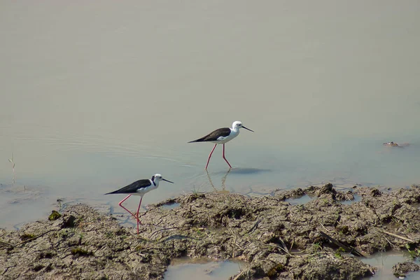 Svartvingad Stilt Fågel Som Går Vattnet Himantopus Himantopus Med Kopierings — Stockfoto