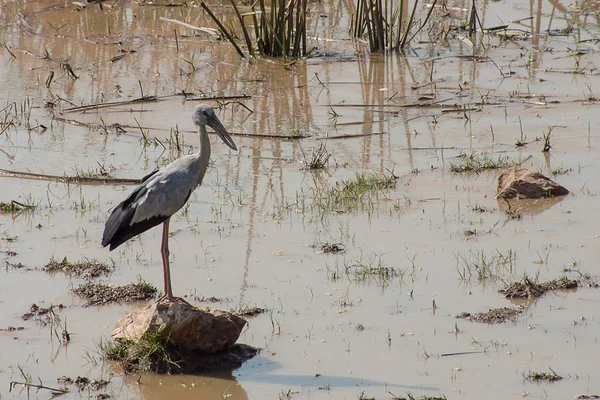 Asijský Openbill Pták Stojí Kameni Anastomus Oscitané — Stock fotografie