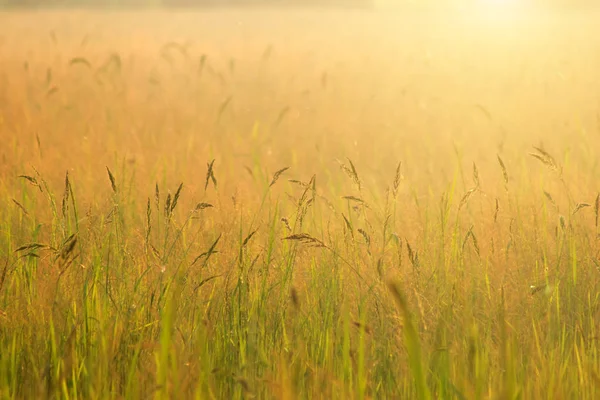 Herbe Fleurs Avec Ciel Couchant Lumière Flottante — Photo