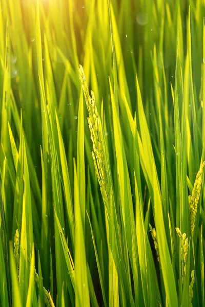 Bloem Van Rijst Groene Blad Met Zonlicht Bokeh Licht — Stockfoto