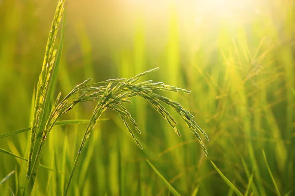 Güneş ışığı ile pirinç ve yeşil yaprak çiçek