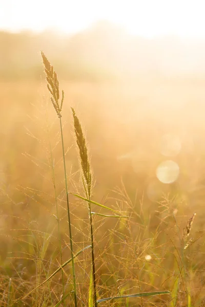 Trawa Kwiat Promieni Słonecznych Bokeh Mgła Miękki — Zdjęcie stockowe
