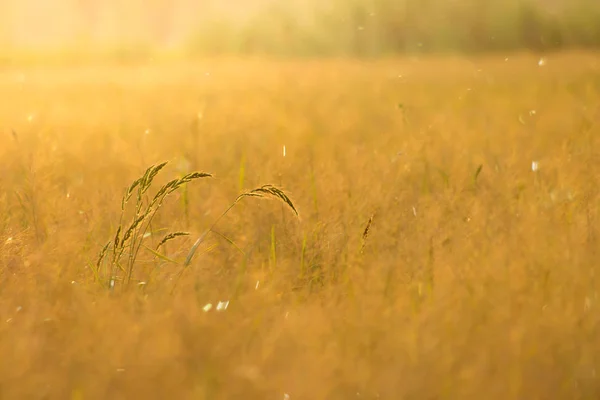 Blumengras Mit Sonnenlicht Und Schwebendem Licht — Stockfoto