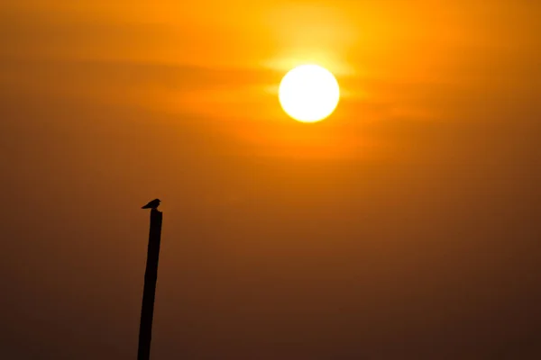 Silhouette Swallow Bird Sit Timber Sunset Sky Copy Space — Stock Photo, Image