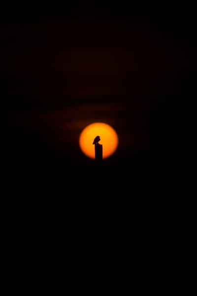 Silhueta Pássaro Andorinha Madeira Com Grande Sol Céu Pôr Sol — Fotografia de Stock