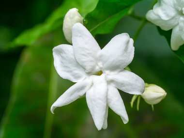 Yasemin çiçeği yakın çekim.