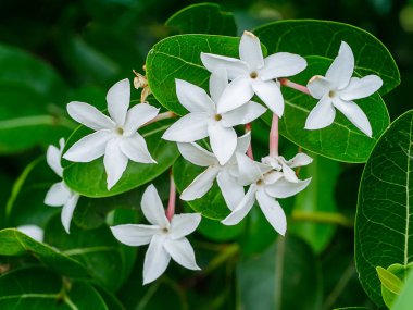 Ağaç üzerinde beyaz çiçek Bengal kuş üzümü. (Carissa carandas)