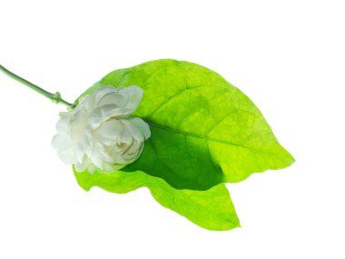 Yasemin çiçeği izole beyaz zemin üzerine, yakın çekim.