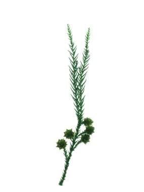 Beyaz arka plan üzerinde Japonca sedir. (Japon çamı japonica)