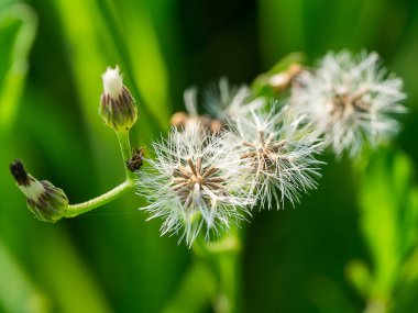 Tohumlar kırmızı ot ya da dev reed kadar kapatın. (Emilia sonchifolia)